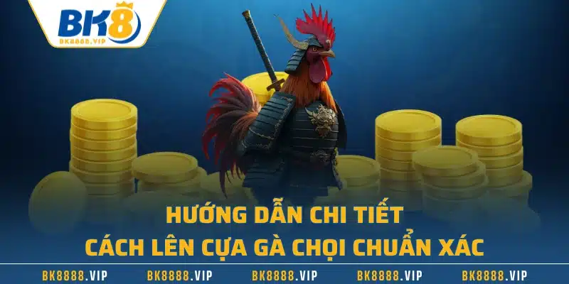 Hướng dẫn chi tiết cách lên cựa gà chọi chuẩn xác