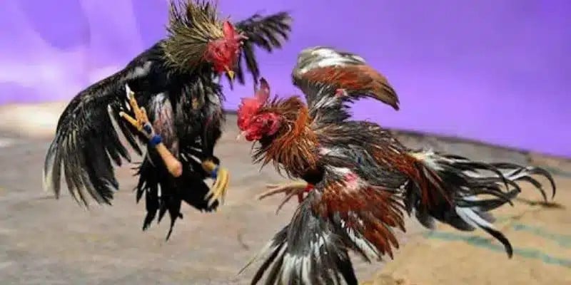 Những yếu tố cần lưu ý khi soi kèo đá gà