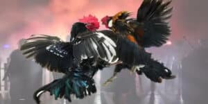 Phân tích các loại kèo trong đá gà