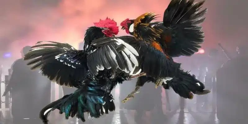 Phân tích các loại kèo trong đá gà