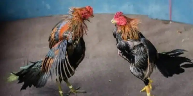 Phương pháp soi kèo hiệu quả